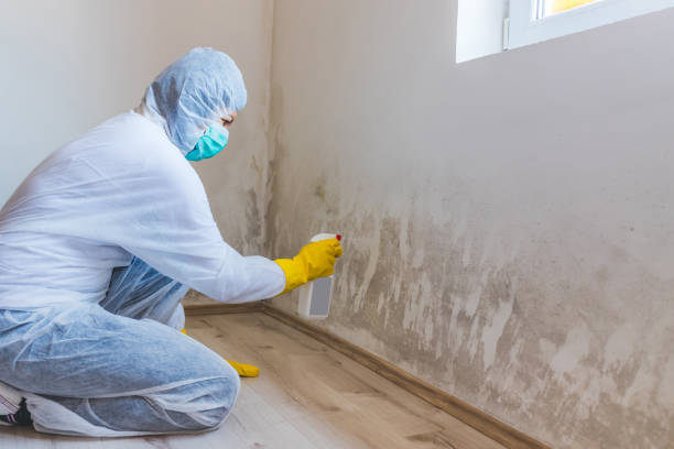 Licensed Commercial Mold Remediation service in Winthrop, MN - WQB Mold Removal